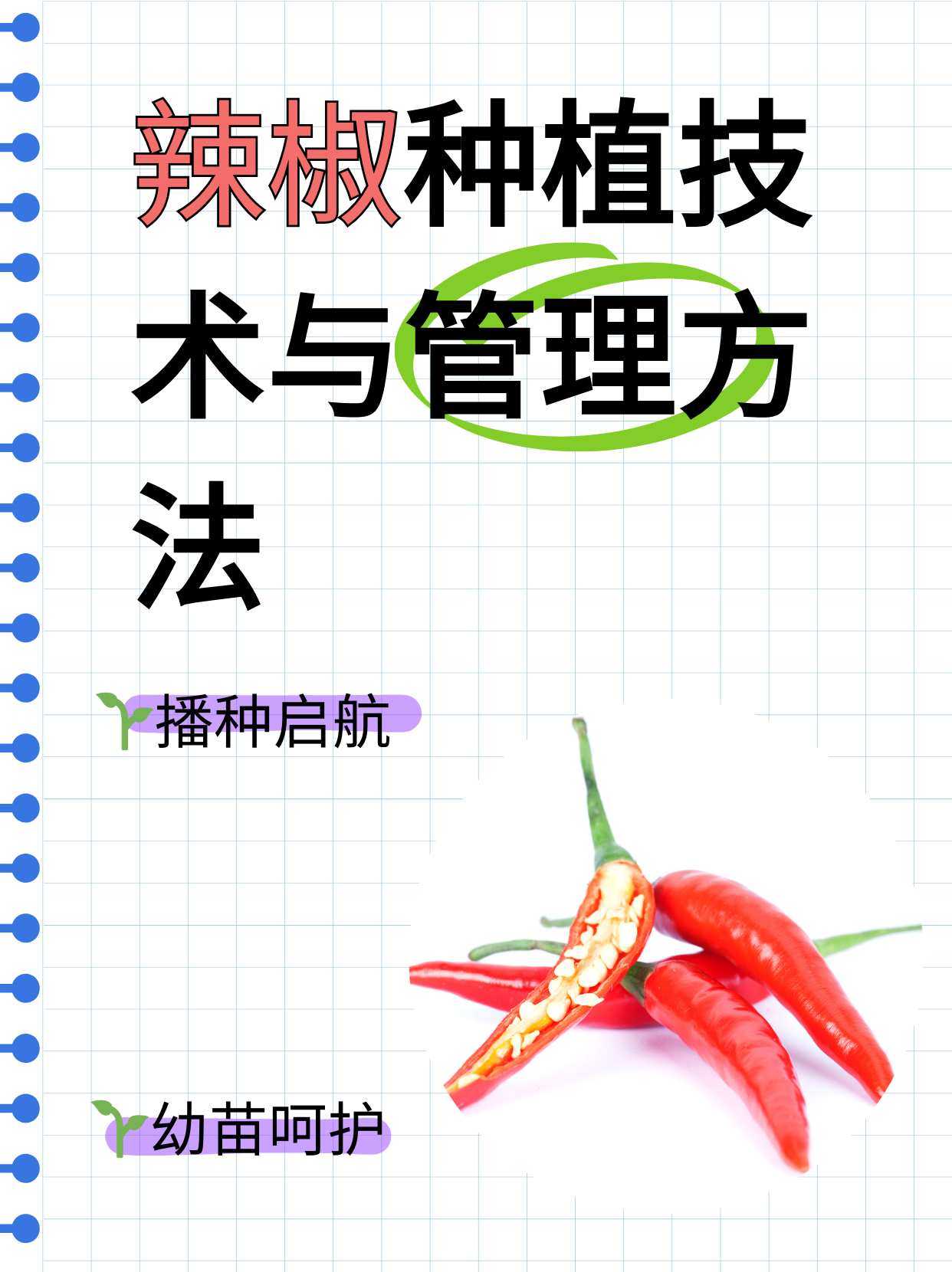 辣椒高产栽培技术ppt(辣椒高产栽培技术及病虫害防治的毕业论文前言怎么写)