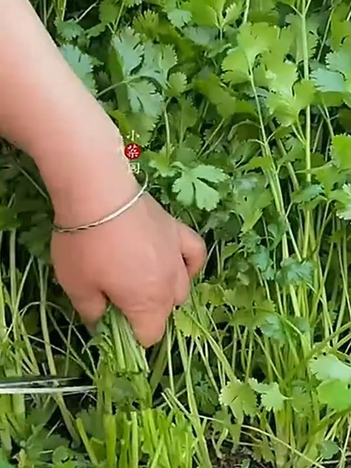 香菜好种植吗(香菜好种植吗图片)