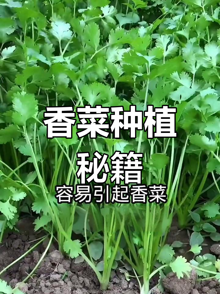 香菜好种植吗(香菜好种植吗图片)