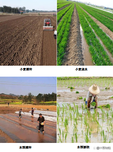 南方种小麦还是水稻(南方种小麦和水稻的区别)