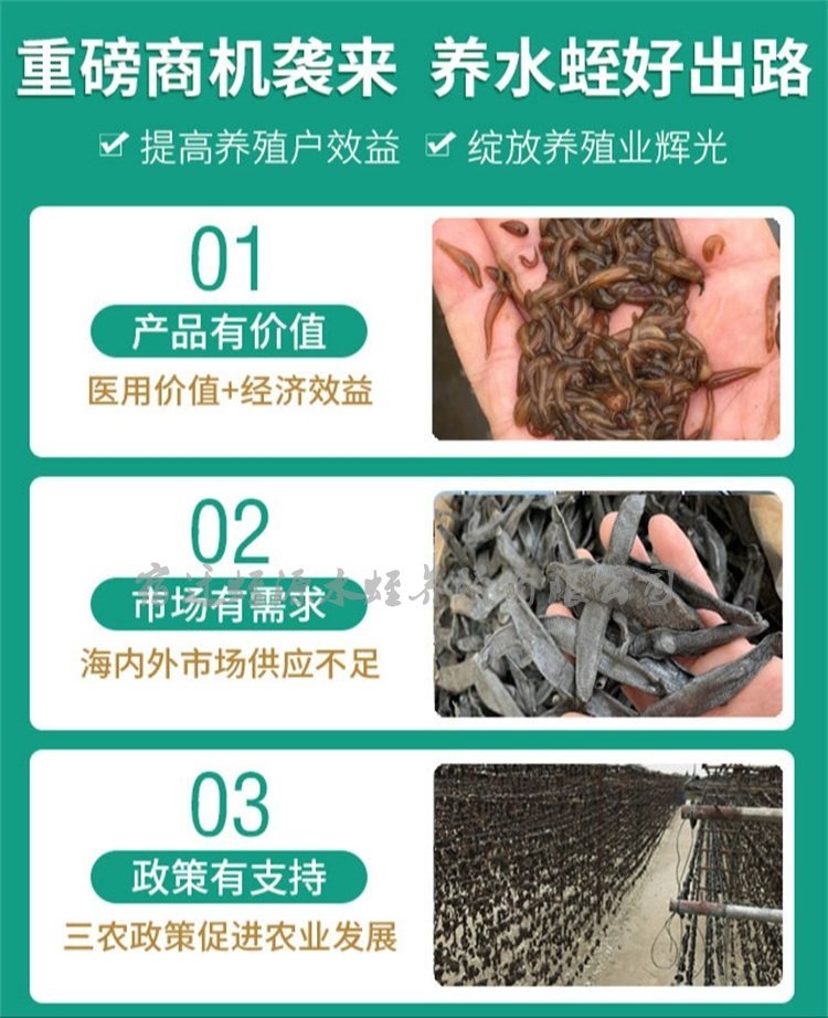蚂蟥养殖技术方法(蚂蟥养殖前景怎么样)