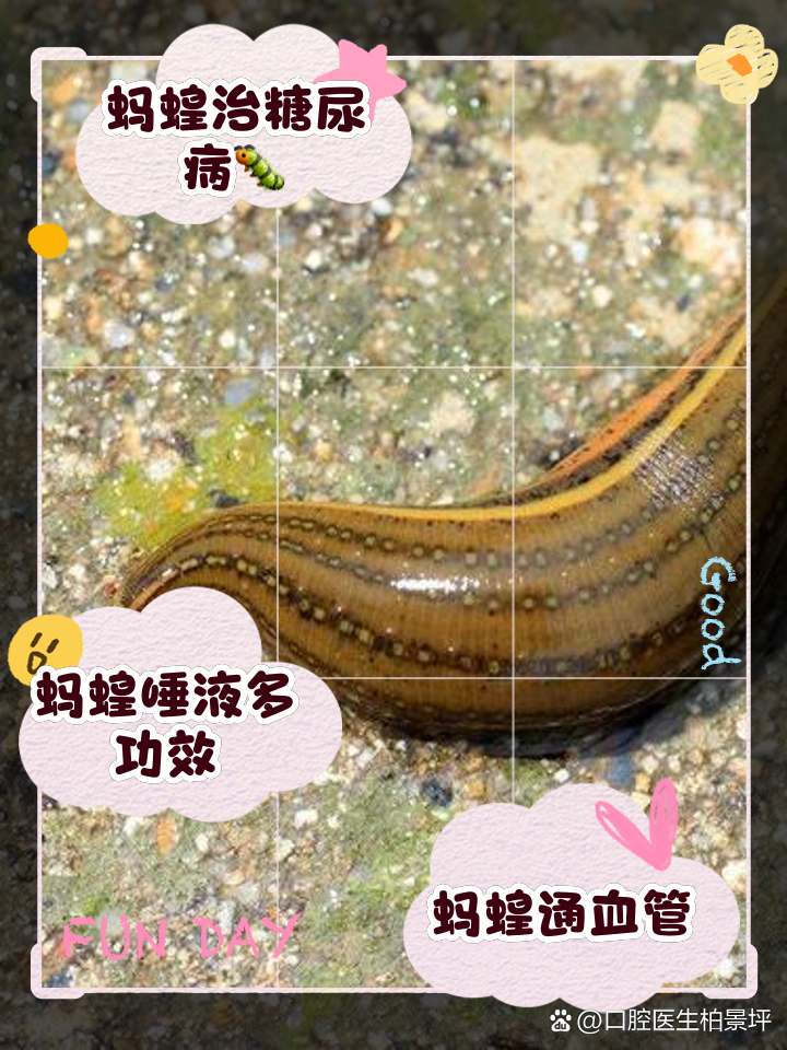 蚂蟥养殖技术方法(蚂蟥养殖前景怎么样)