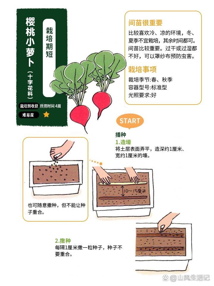 胡萝卜科学种植方法(胡萝卜的种植方法与管理)