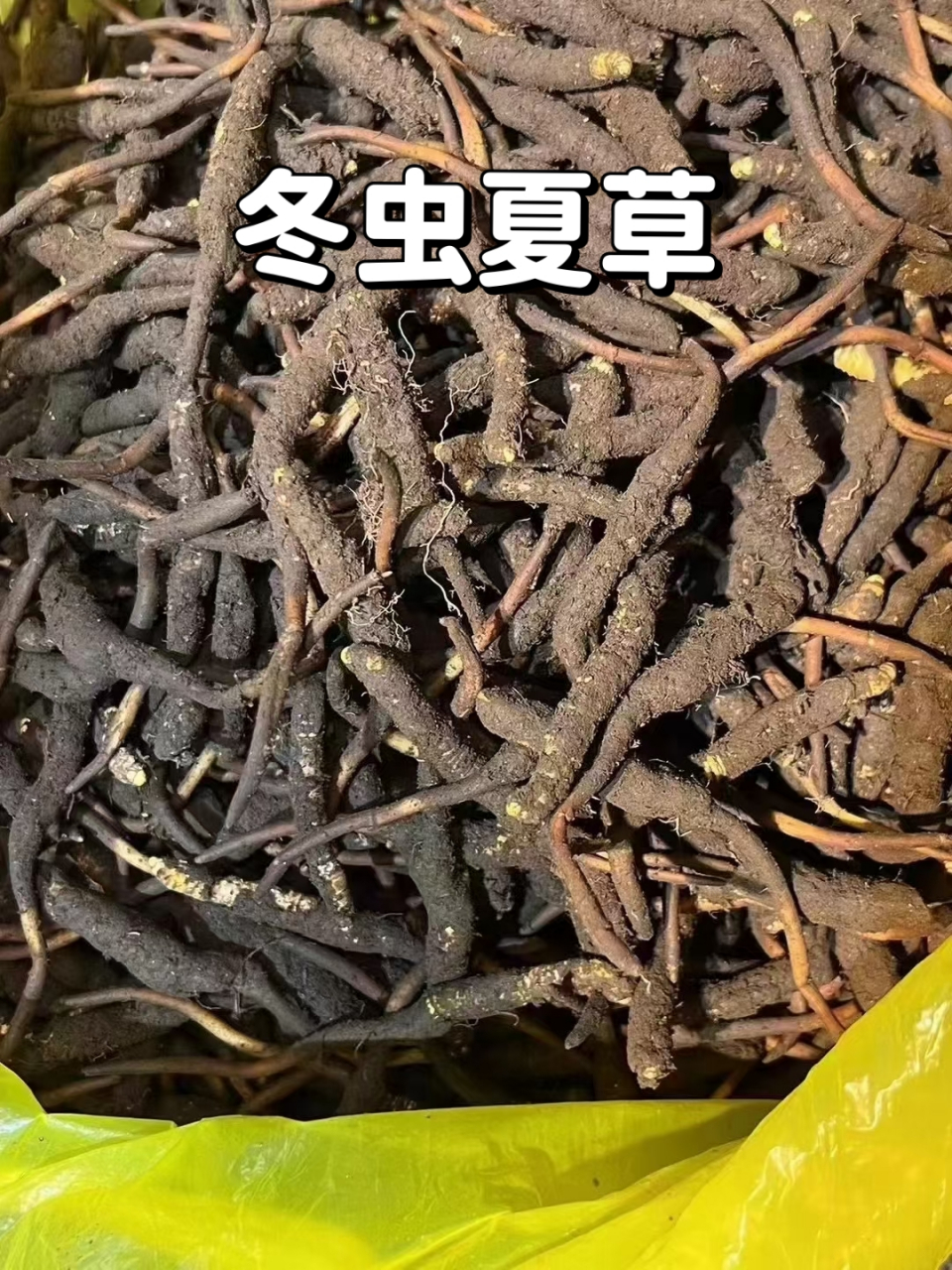 冬虫夏草是苦的(冬虫夏草是苦的吗)