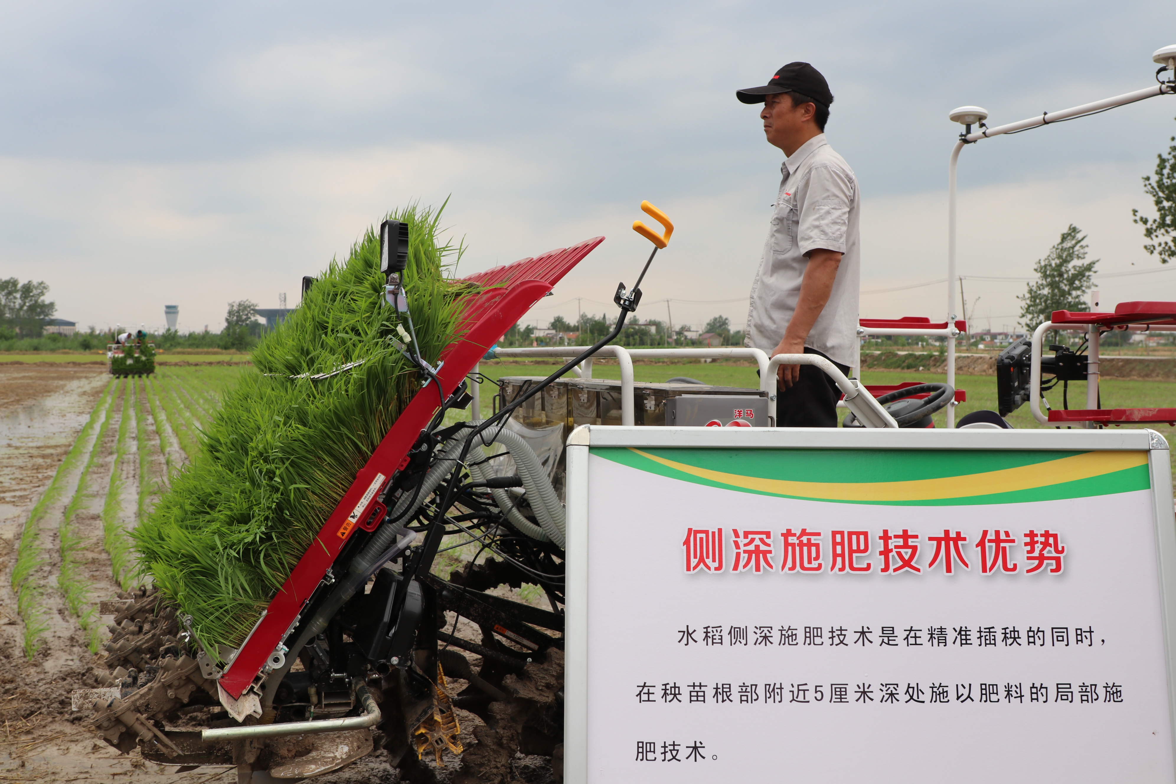 种植水稻施肥的全部过程(种植水稻施肥的全部过程图片)