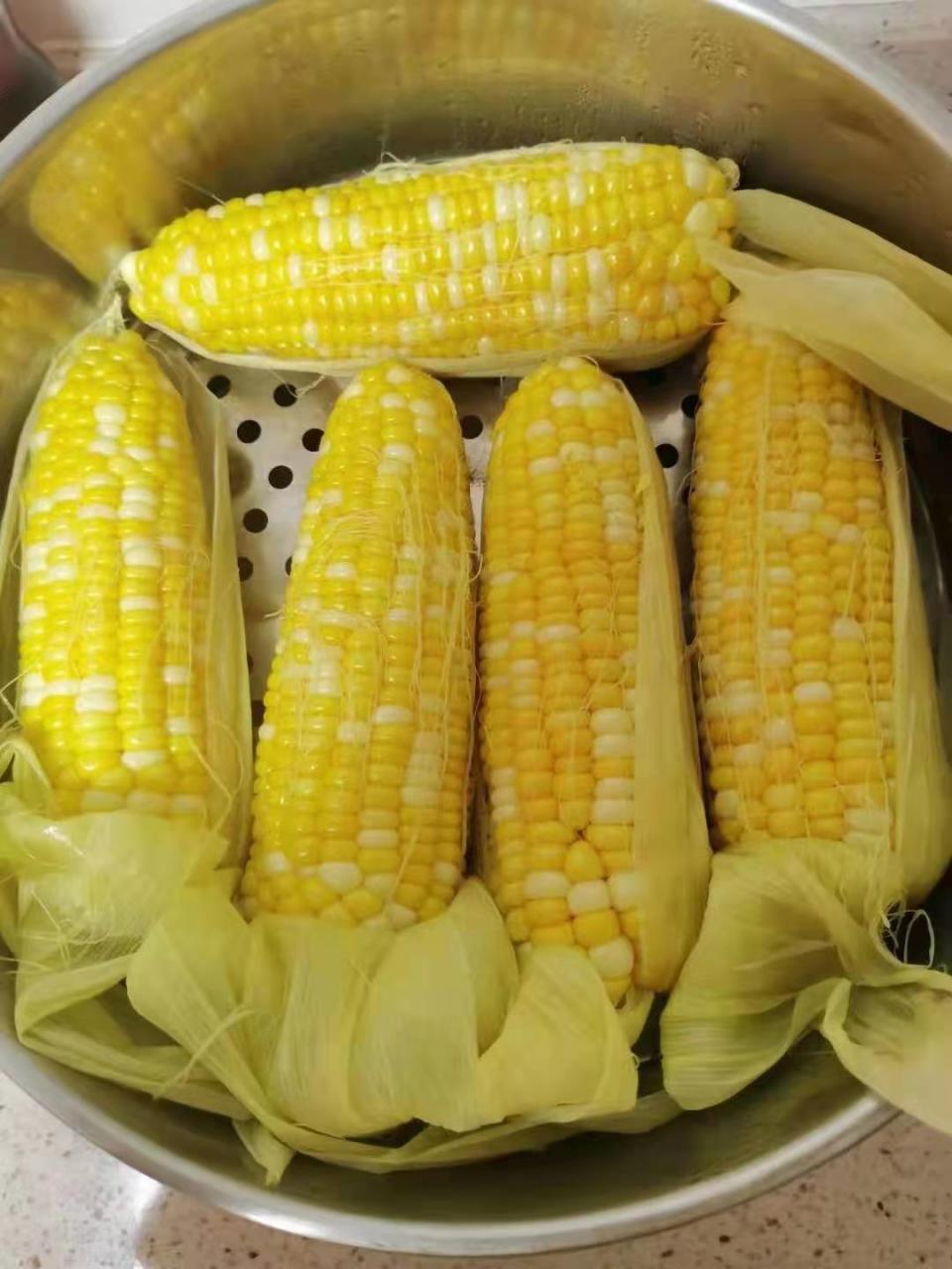 转基因玉米是啥样的(转基因玉米是什么样的)