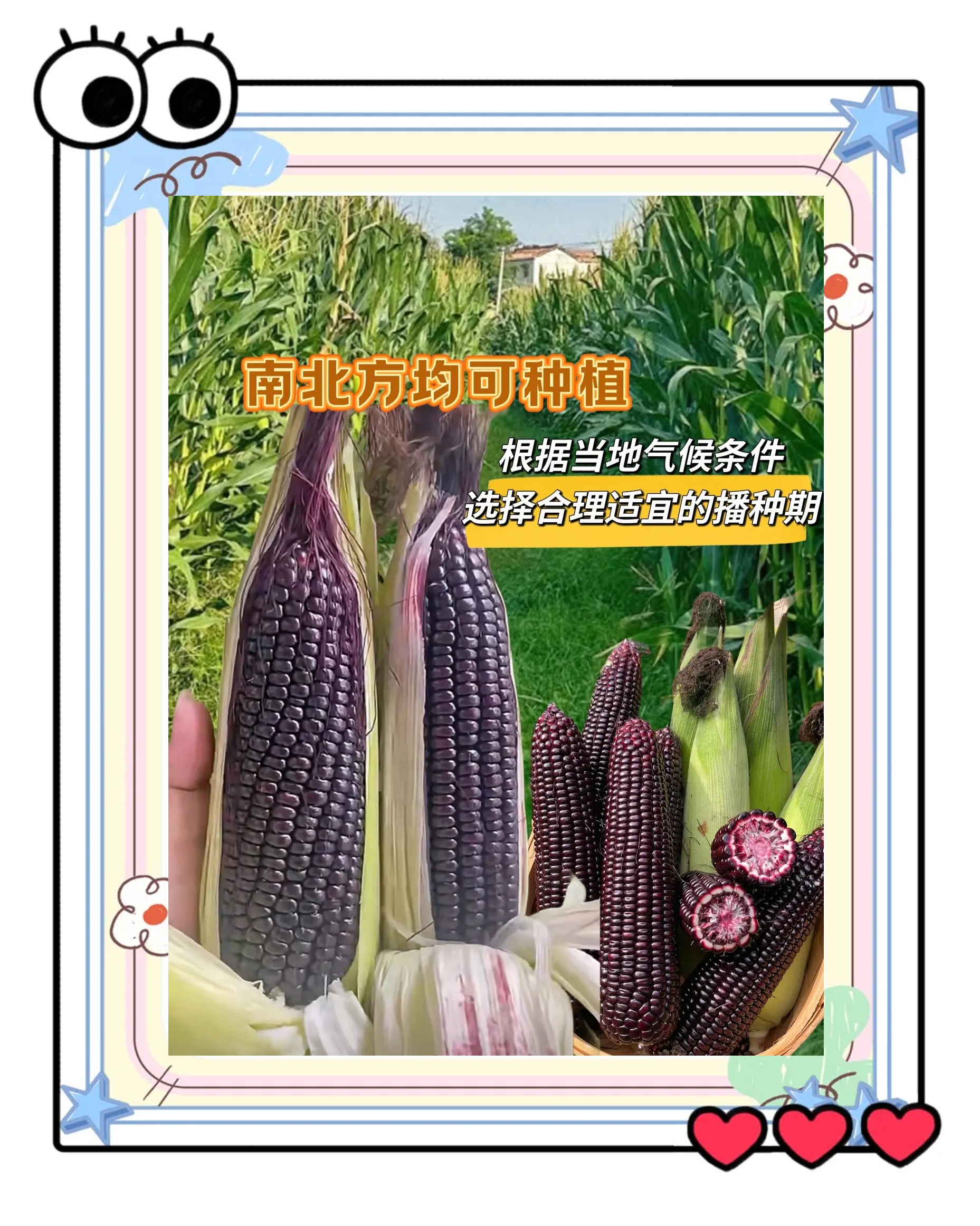 黑甜糯玉米功效与作用(黑甜糯玉米种子哪个品种好)