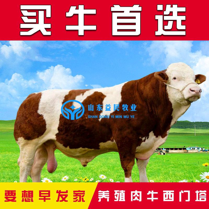 养牛多少斤出栏(养牛多少斤出栏率高)