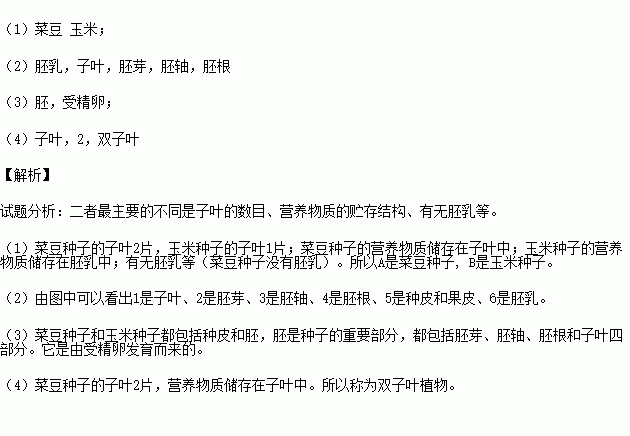 冀玉988玉米种子简介(冀玉228玉米种子观摩会)