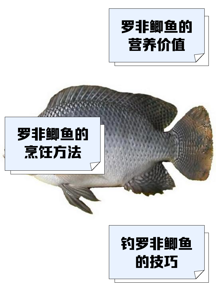 罗非怎么繁殖(罗非繁殖期有多长)