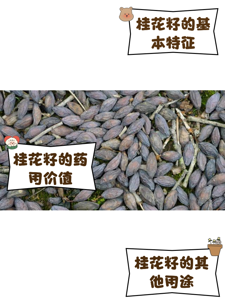 桂野丰水稻种子(桂野丰种子哪里有)