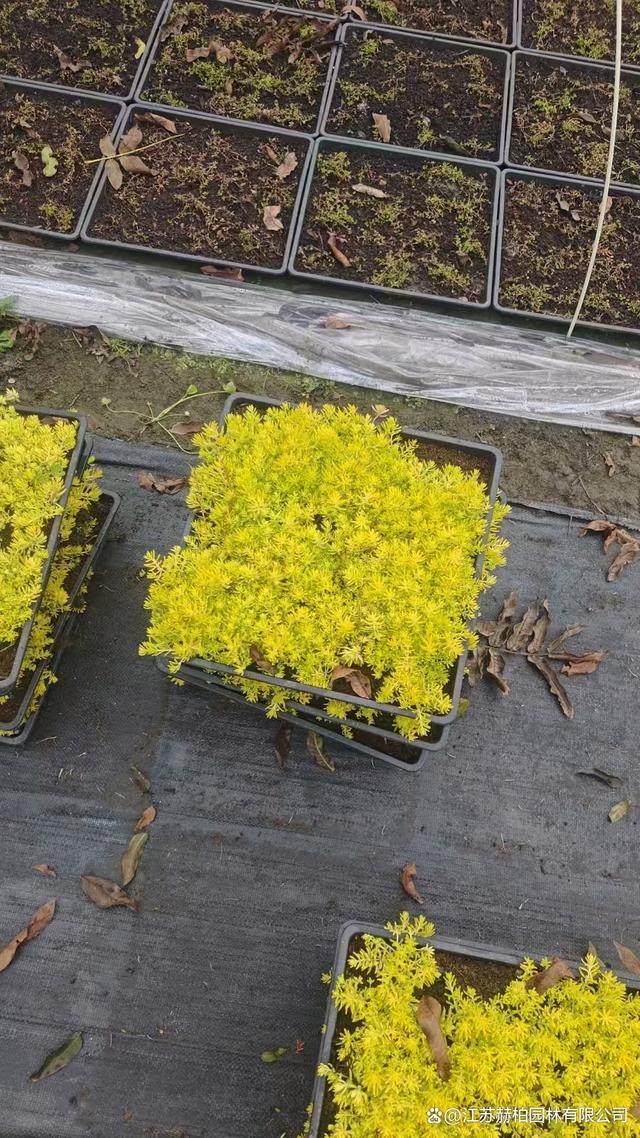 佛甲草繁殖的季节(佛甲草什么时候开花)