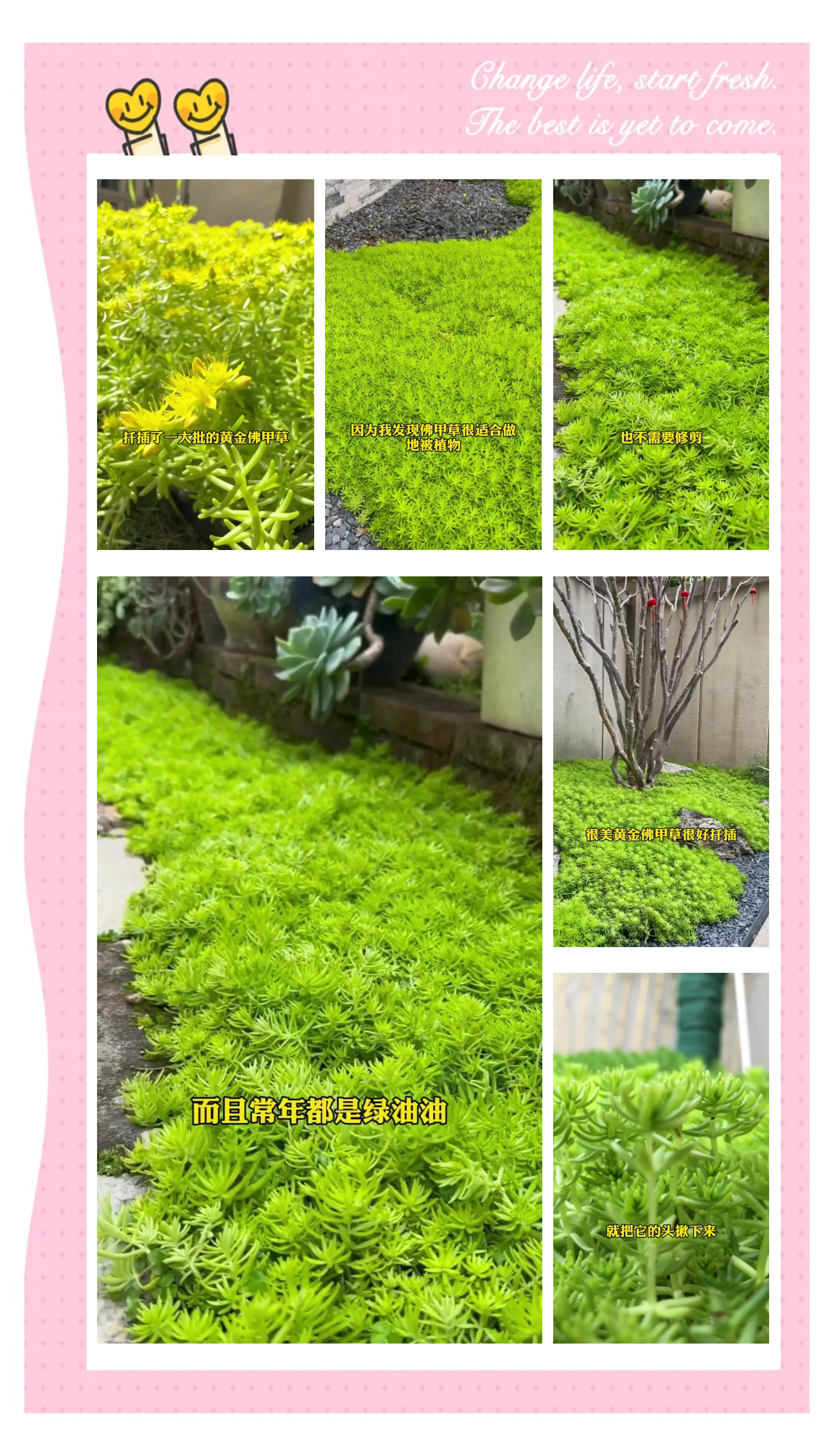 佛甲草繁殖的季节(佛甲草什么时候开花)