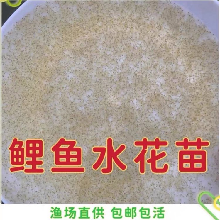 水花桂鱼养殖技术(桂花鱼水花的养殖方法)