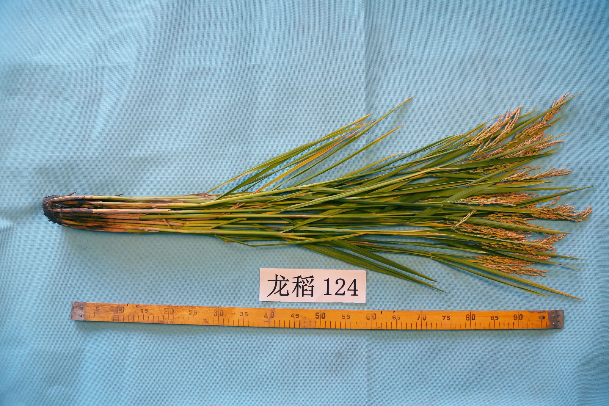 水稻品种龙粳40(龙粳40哪年审定的)