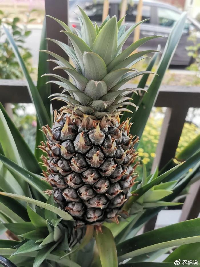 菠萝种在土里能长出来吗(菠萝种在土里能长出来吗图片)