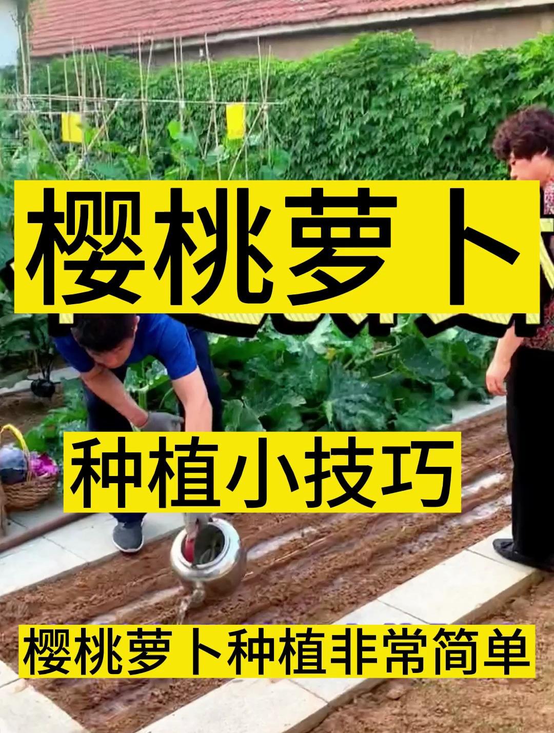 樱桃萝卜的种植(樱桃萝卜的种植方法和注意事项)