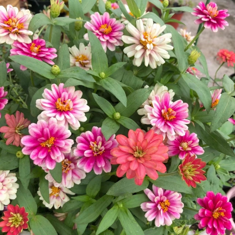 百日草花籽怎么种(百日草花种子可以保存多久)