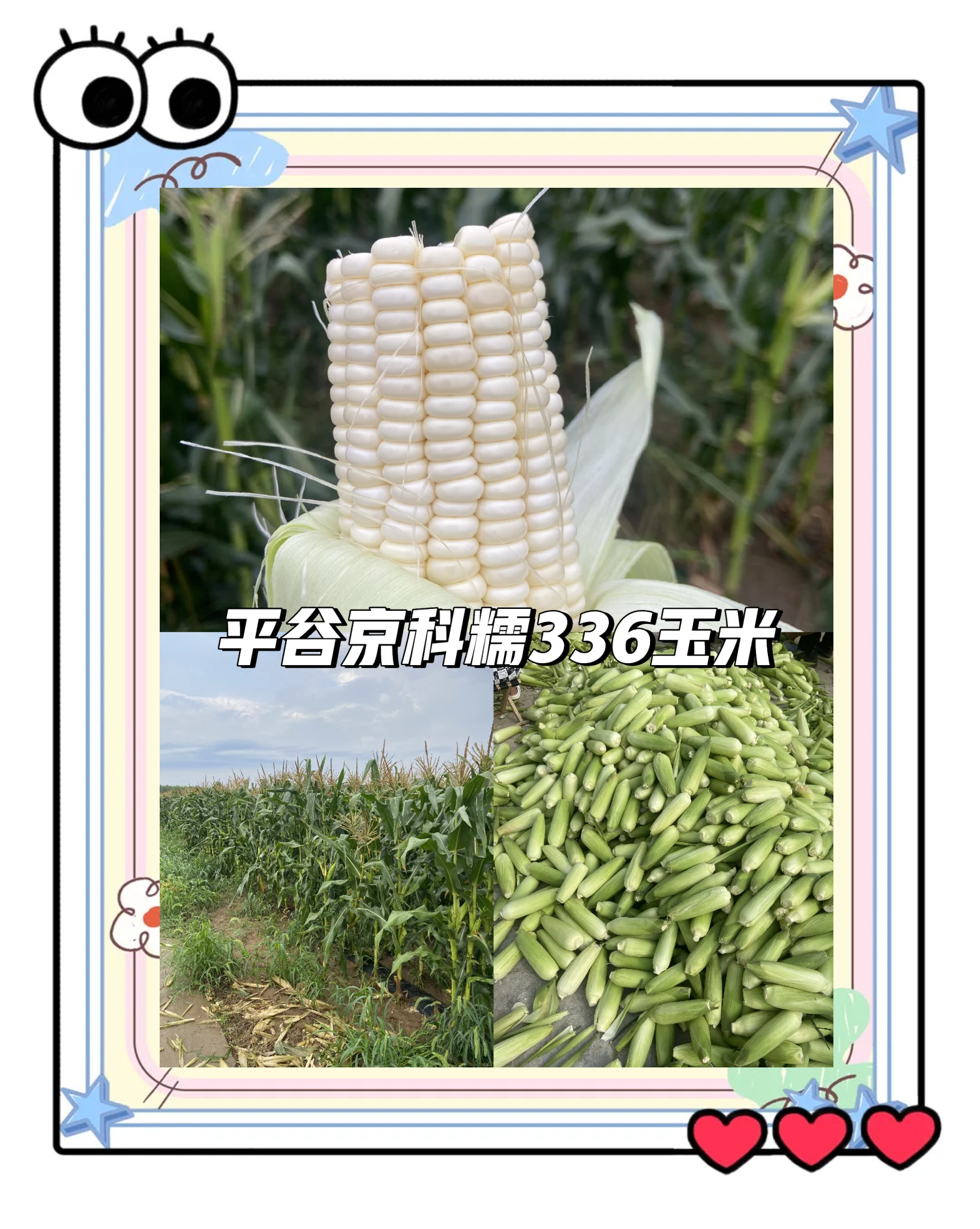 甜玉米培育(甜玉米栽培要点)