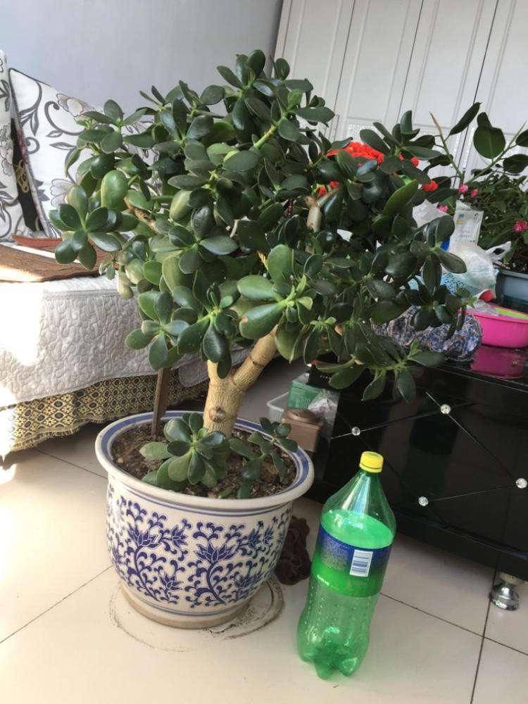 小玉树的养殖方法(小玉树的养殖方法和管理)