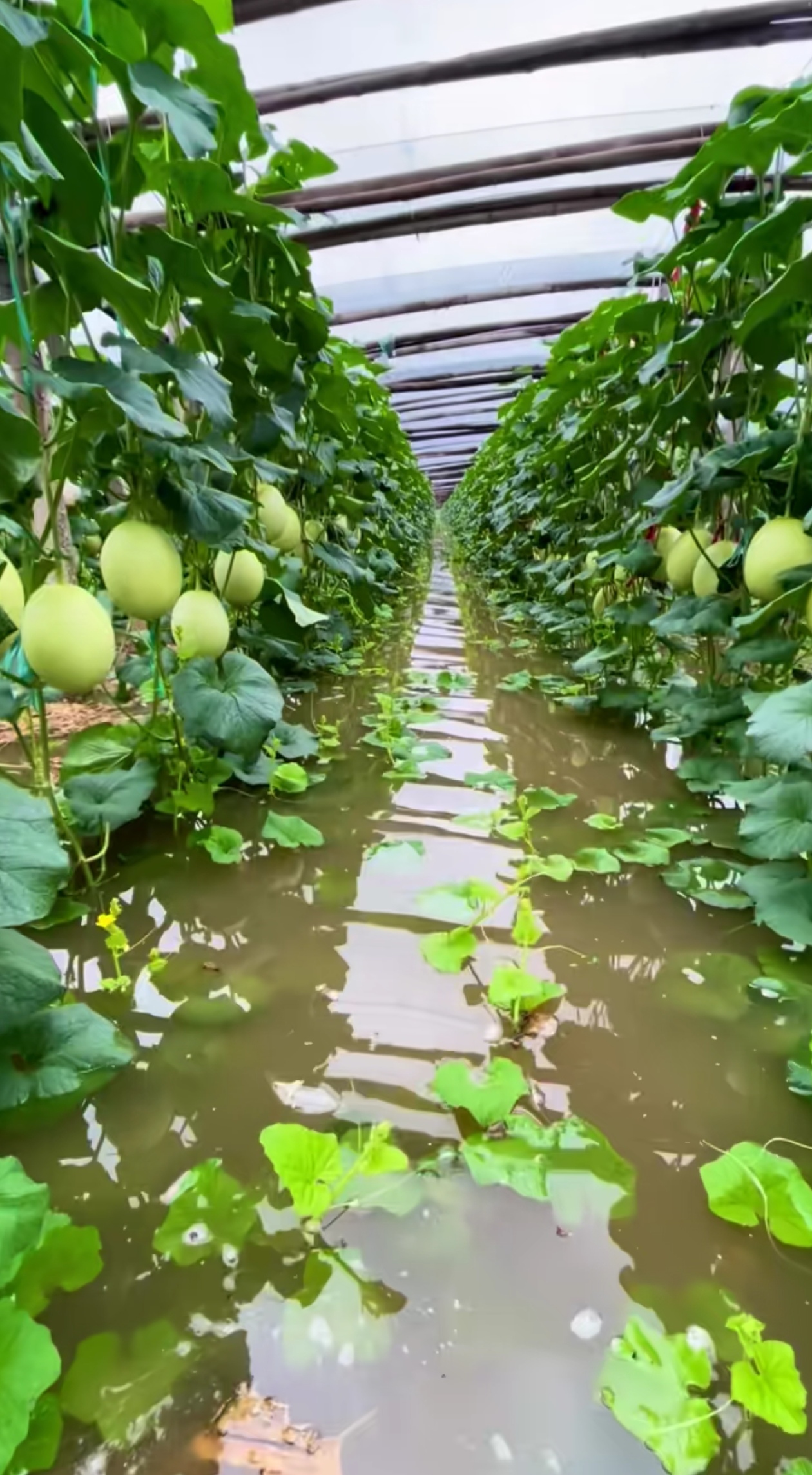 水瓜种植(水瓜种植多少时间可以采摘)
