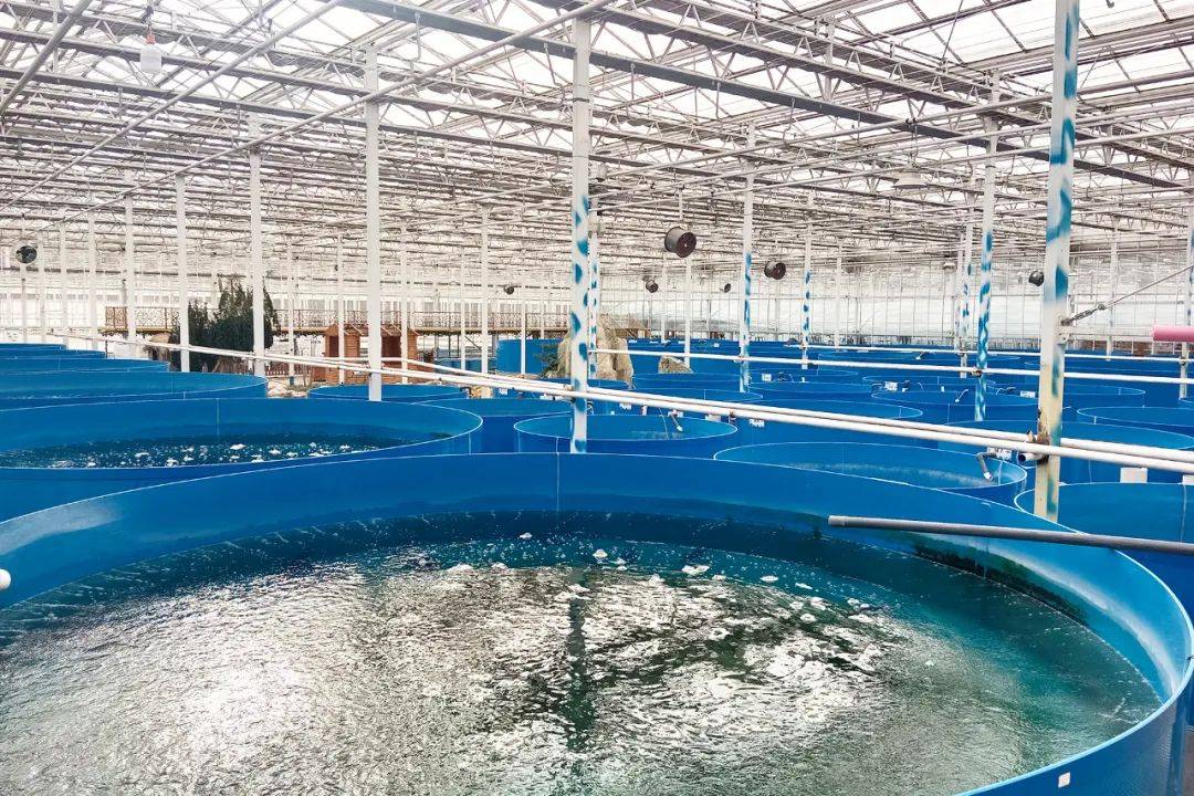 水产养殖过滤池(水产养殖过滤设备)