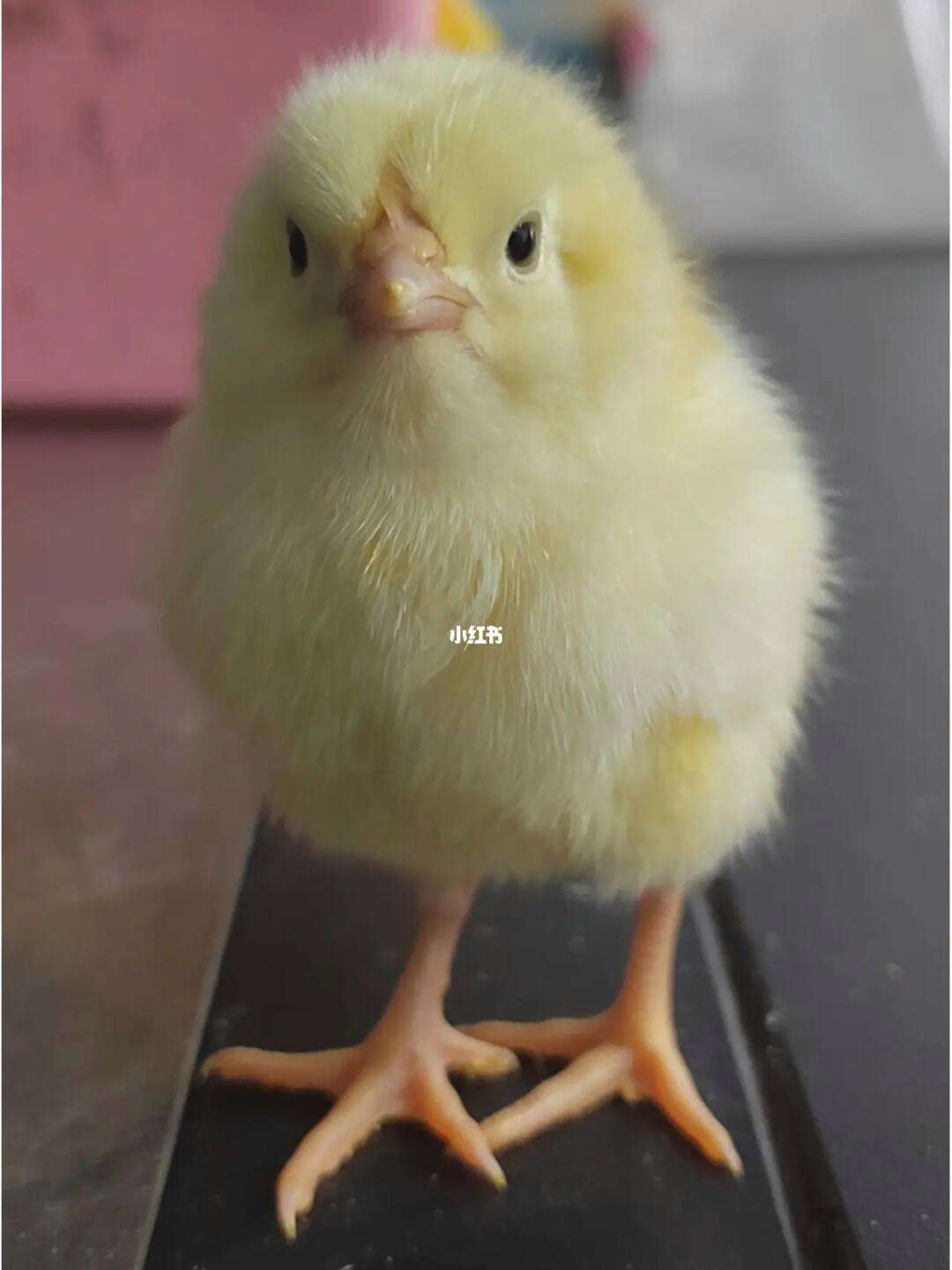 小黄鸡好养吗(小黄鸡好养吗视频)