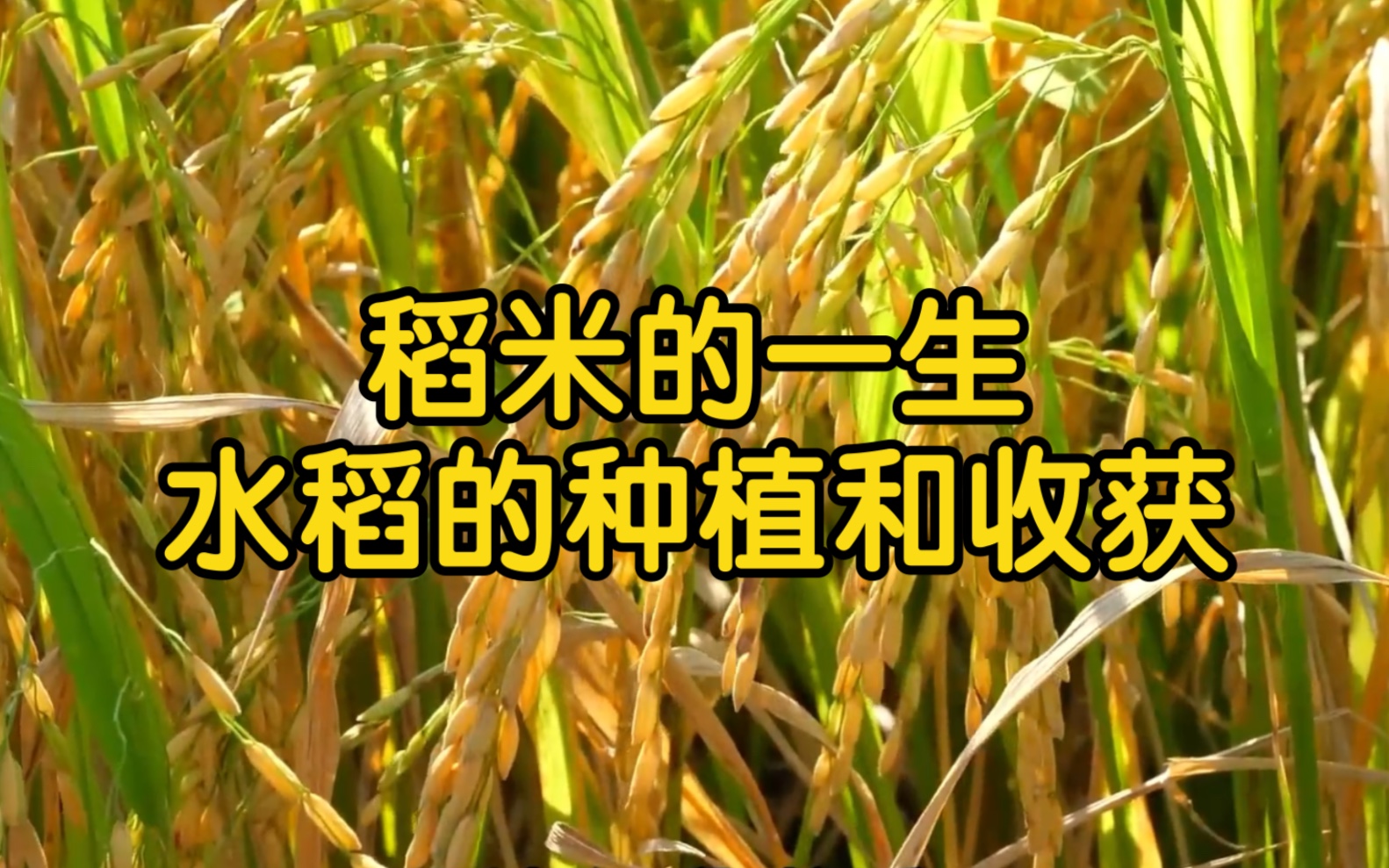河南水稻种植时间(河南水稻种植时间和地点)