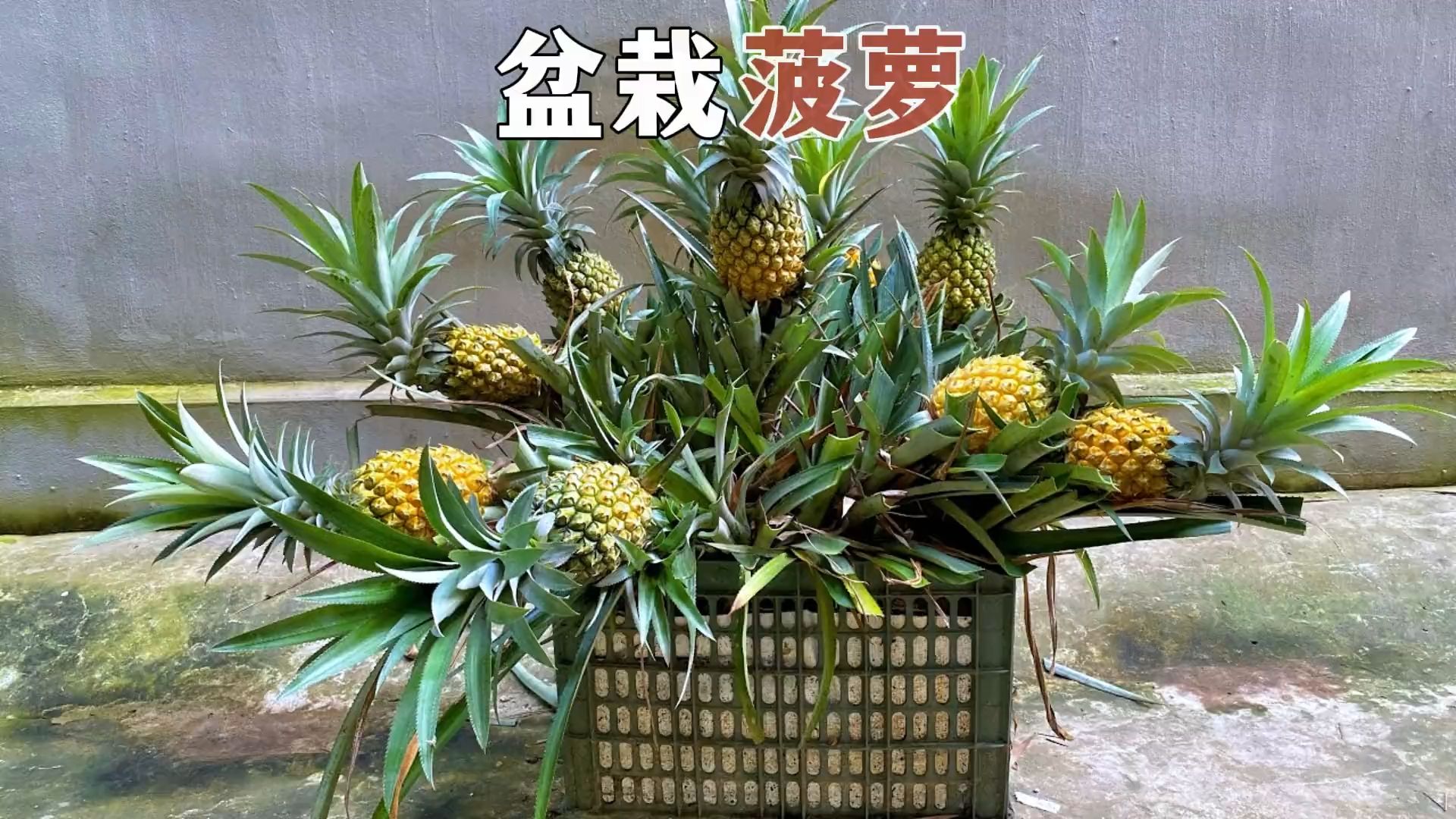 菠萝怎么种才能种出来(菠萝怎么种才能种出来呢)