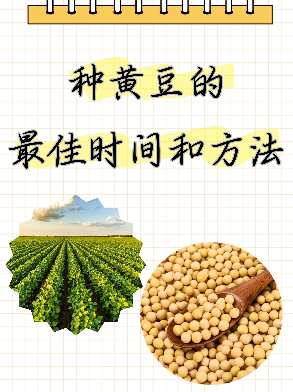 黄豆苗怎么种植方法(黄豆苗怎么做才好吃窍门)