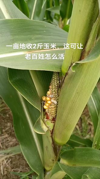 东北一亩地能产多少斤玉米(东北一亩地能产多少斤玉米粒)