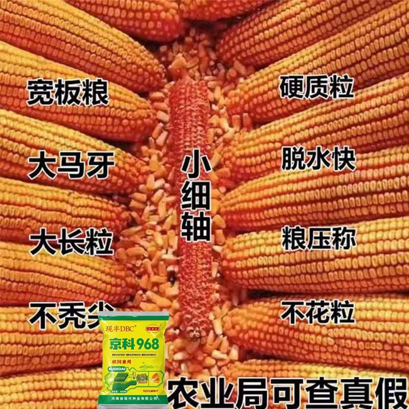 金庆129玉米种子简介(金庆121玉米种子简介早熟)