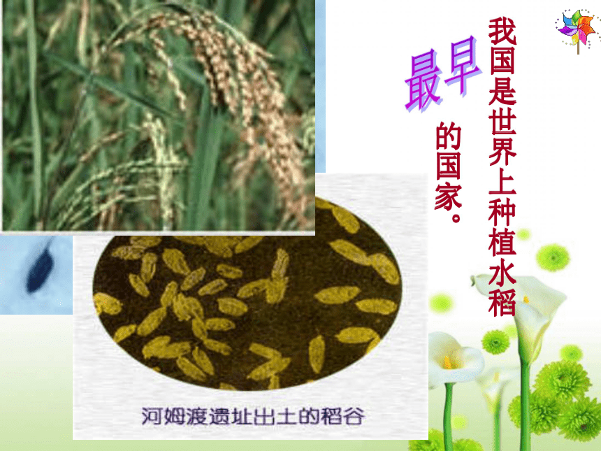 半坡人会种植水稻吗(半坡居民种植什么粮食)