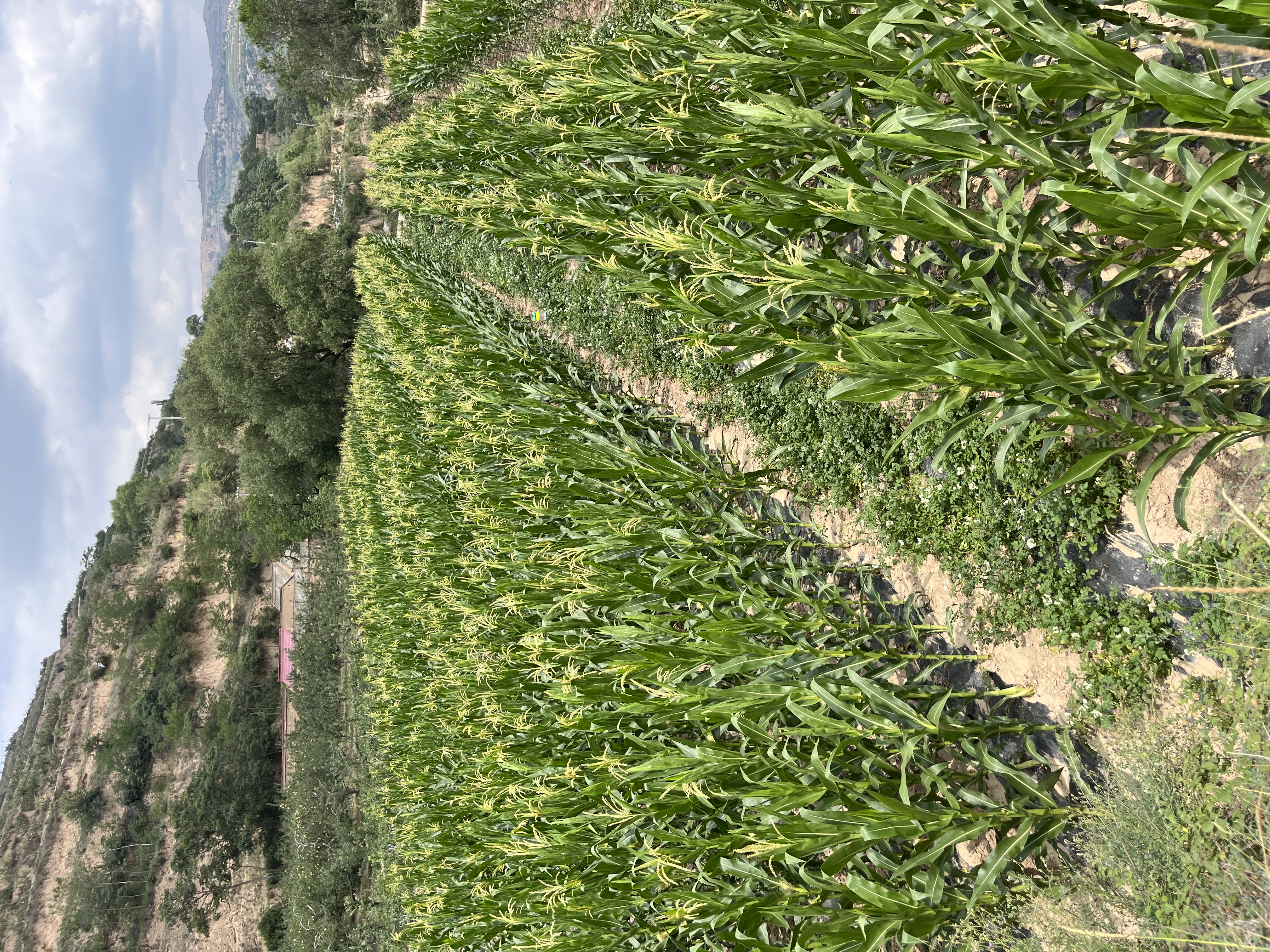 种植玉米技术(种植玉米技术的方法)