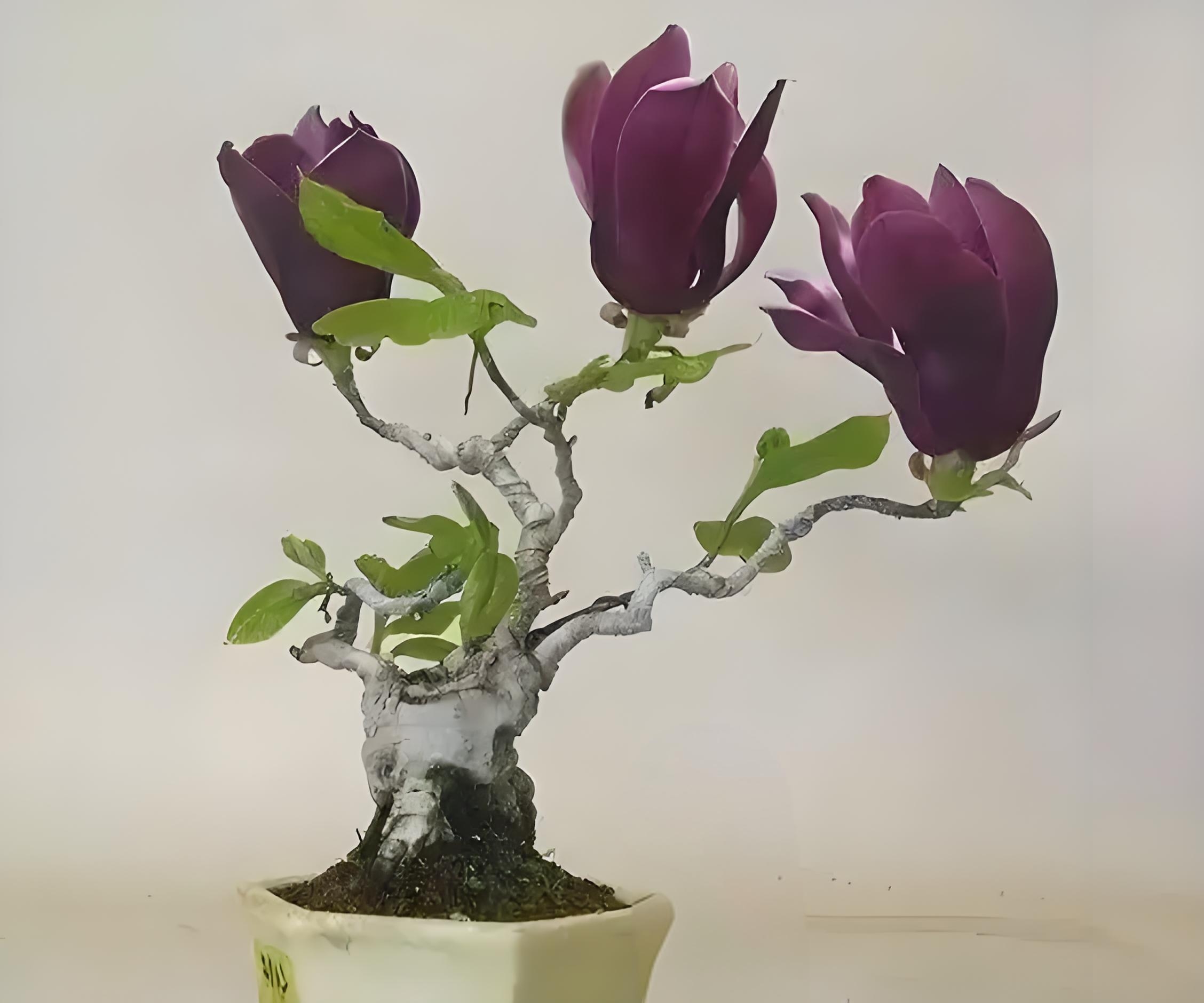 四季玉兰菜的种植方法视频(四季玉兰菜的种植方法视频教程)