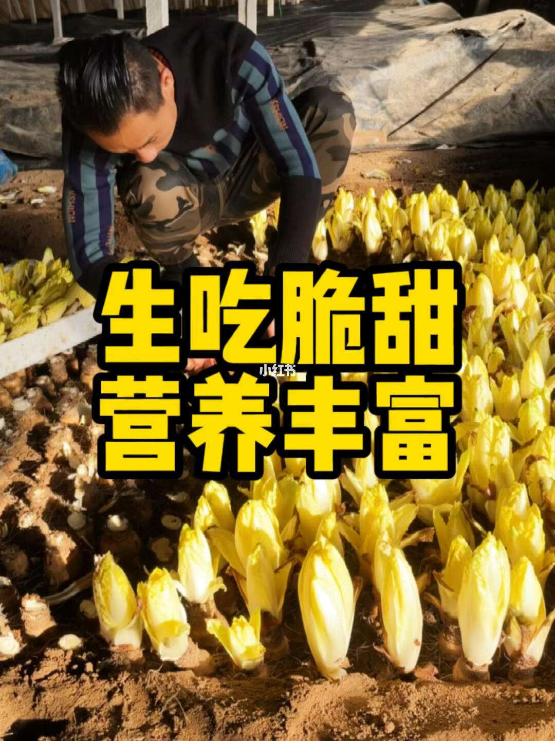 四季玉兰菜的种植方法视频(四季玉兰菜的种植方法视频教程)