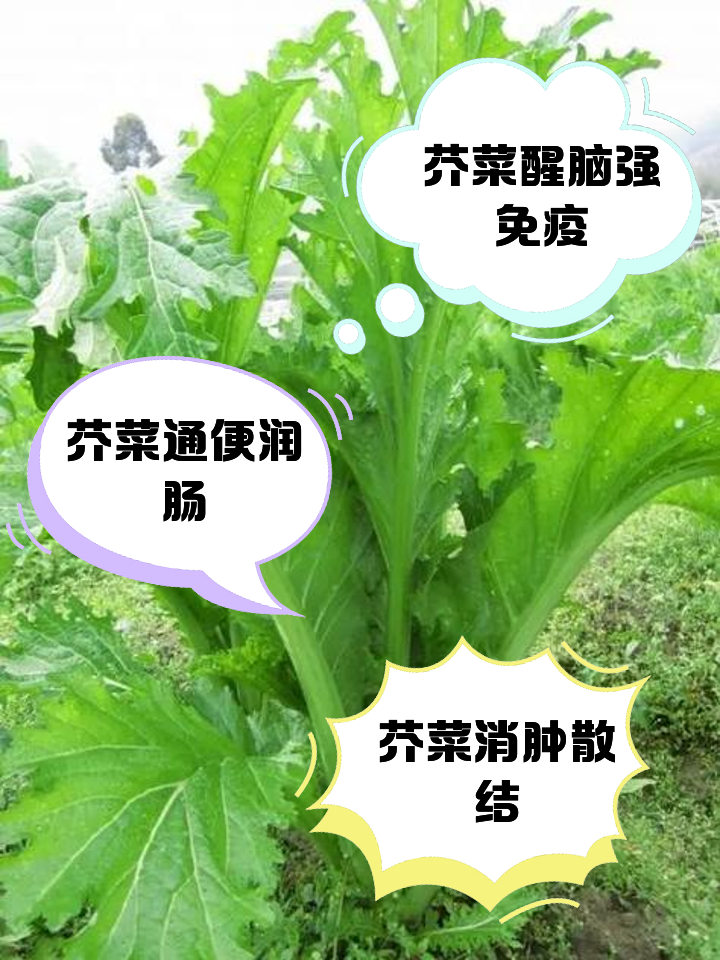 芥菜嘌呤高吗(芥菜嘌呤高吗?)