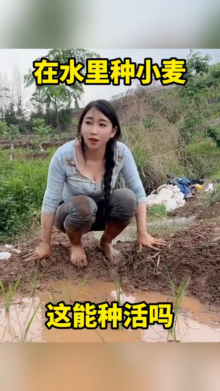 湖北种植水稻还是小麦(适合湖北种植的水稻品种)