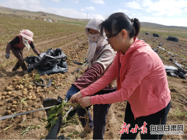 西北地区马铃薯种植(西北地区马铃薯种植的主要不利自然条件是)