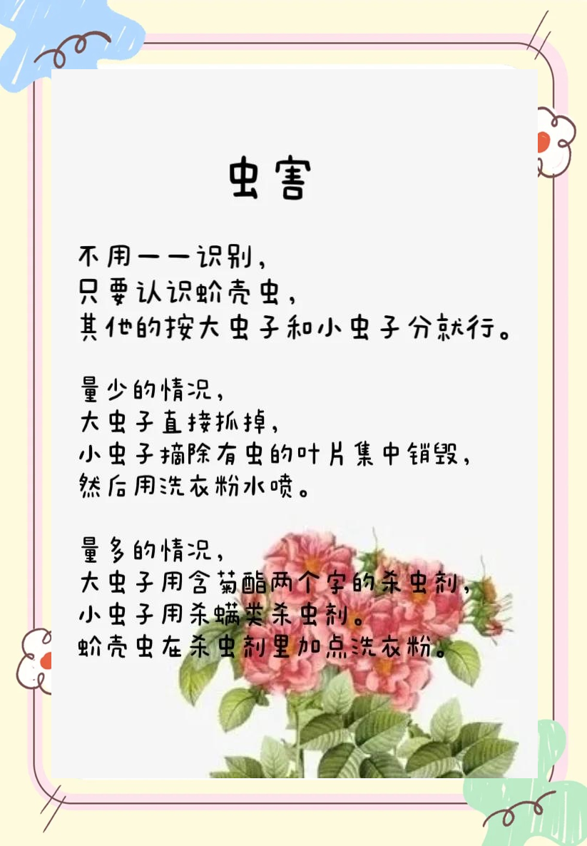 月季病虫害防治方法(月季杀虫最有效的方法)