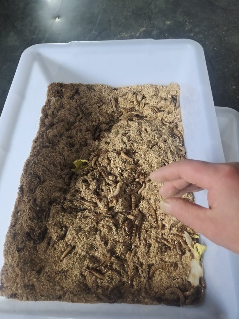蛋白虫幼虫养殖技术(蛋白虫幼虫养殖技术要点)
