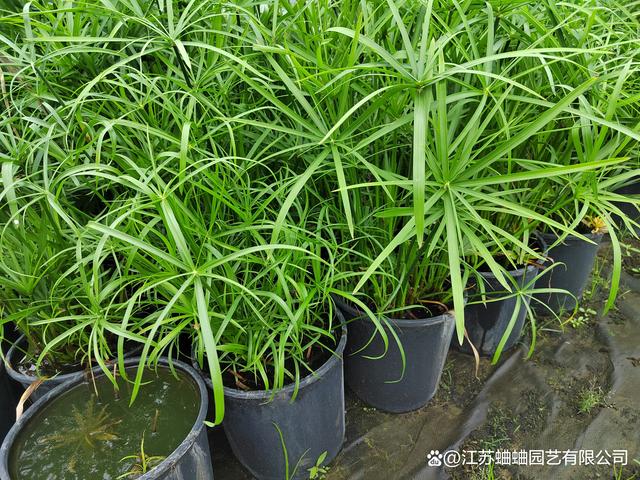 风车草旱伞草(风车草是旱伞草吗)