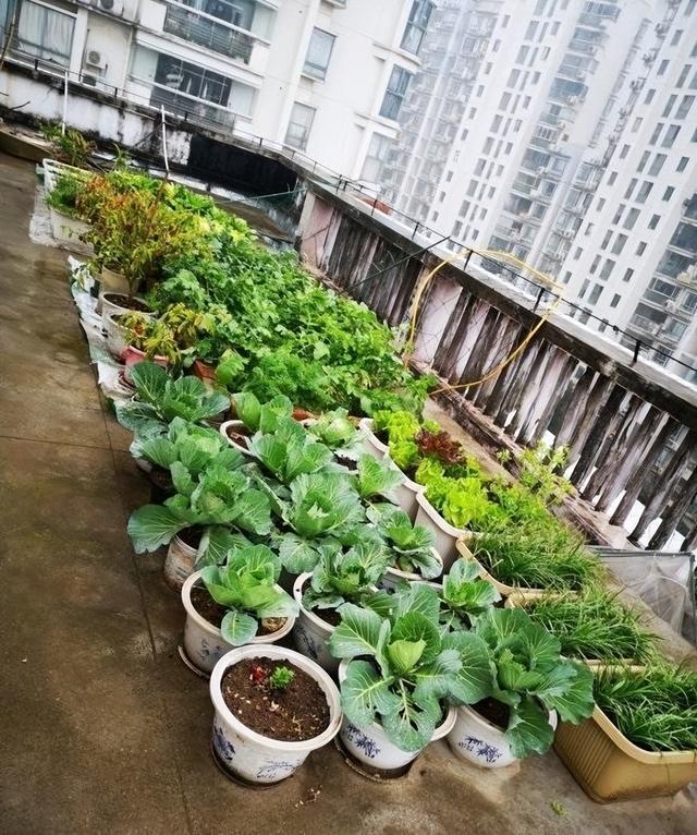 阳台蔬菜种植技术(阳台蔬菜的栽培养护要点)