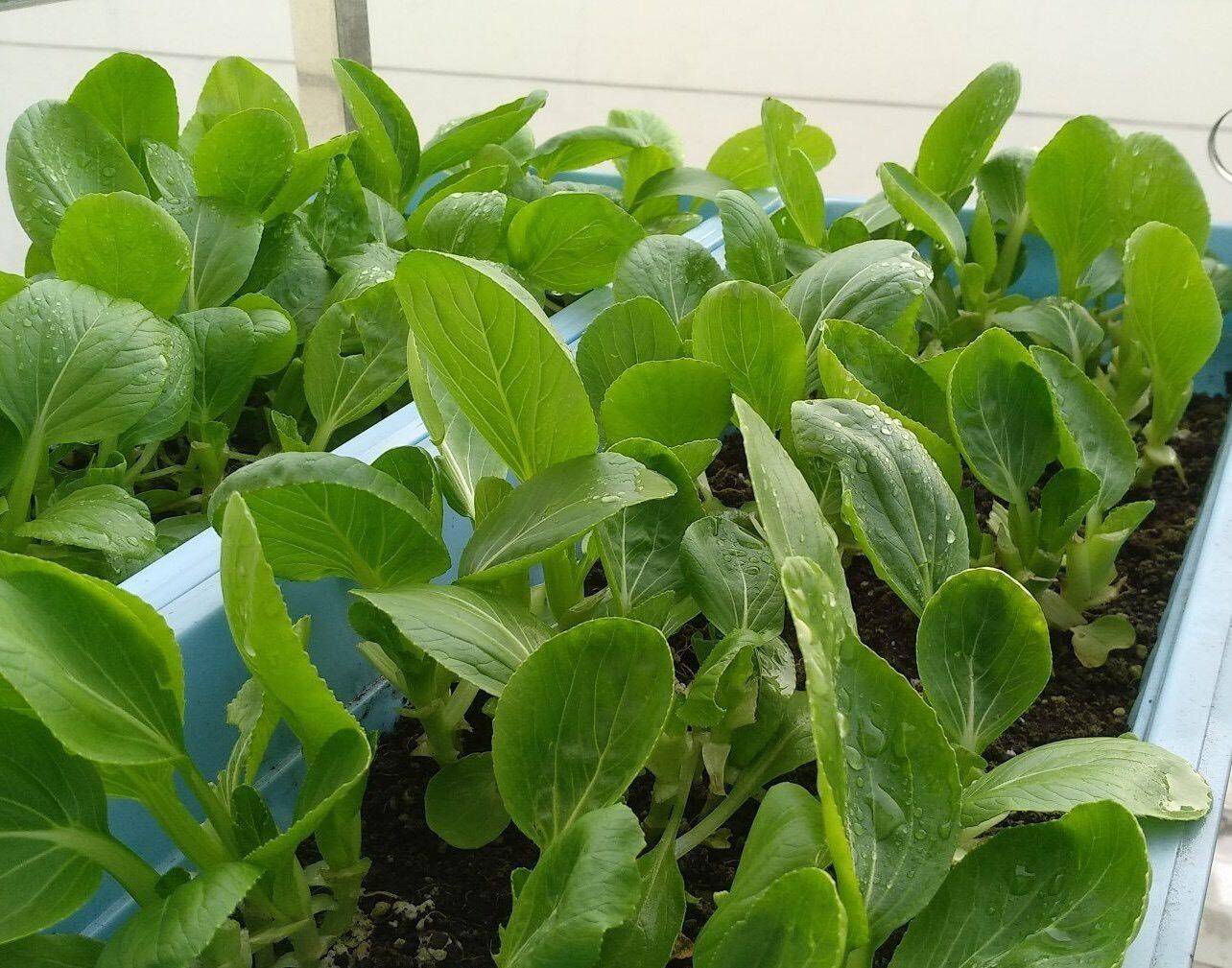 阳台蔬菜种植技术(阳台蔬菜的栽培养护要点)