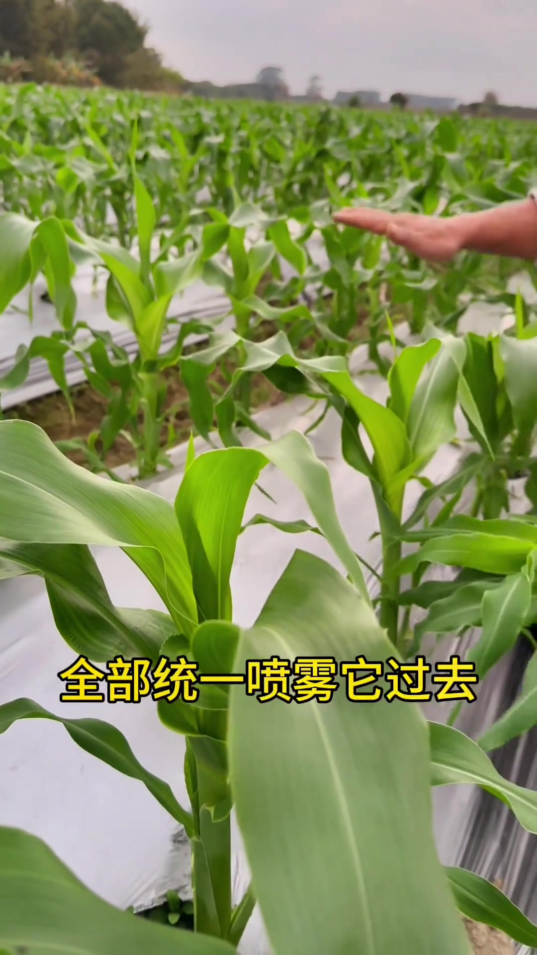 甜玉米的种植技术和管理方法(株距25行距60一亩多少棵玉米)