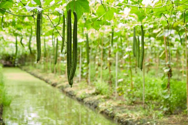 夏天栽什么菜(夏天可以栽什么菜)