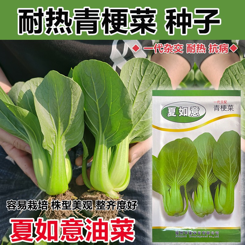 夏天栽什么菜(夏天可以栽什么菜)
