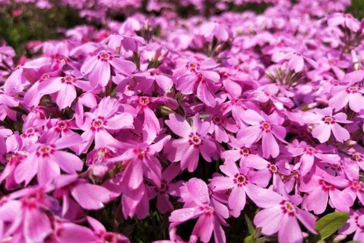 芝樱育苗(芝樱播种后多久发芽)
