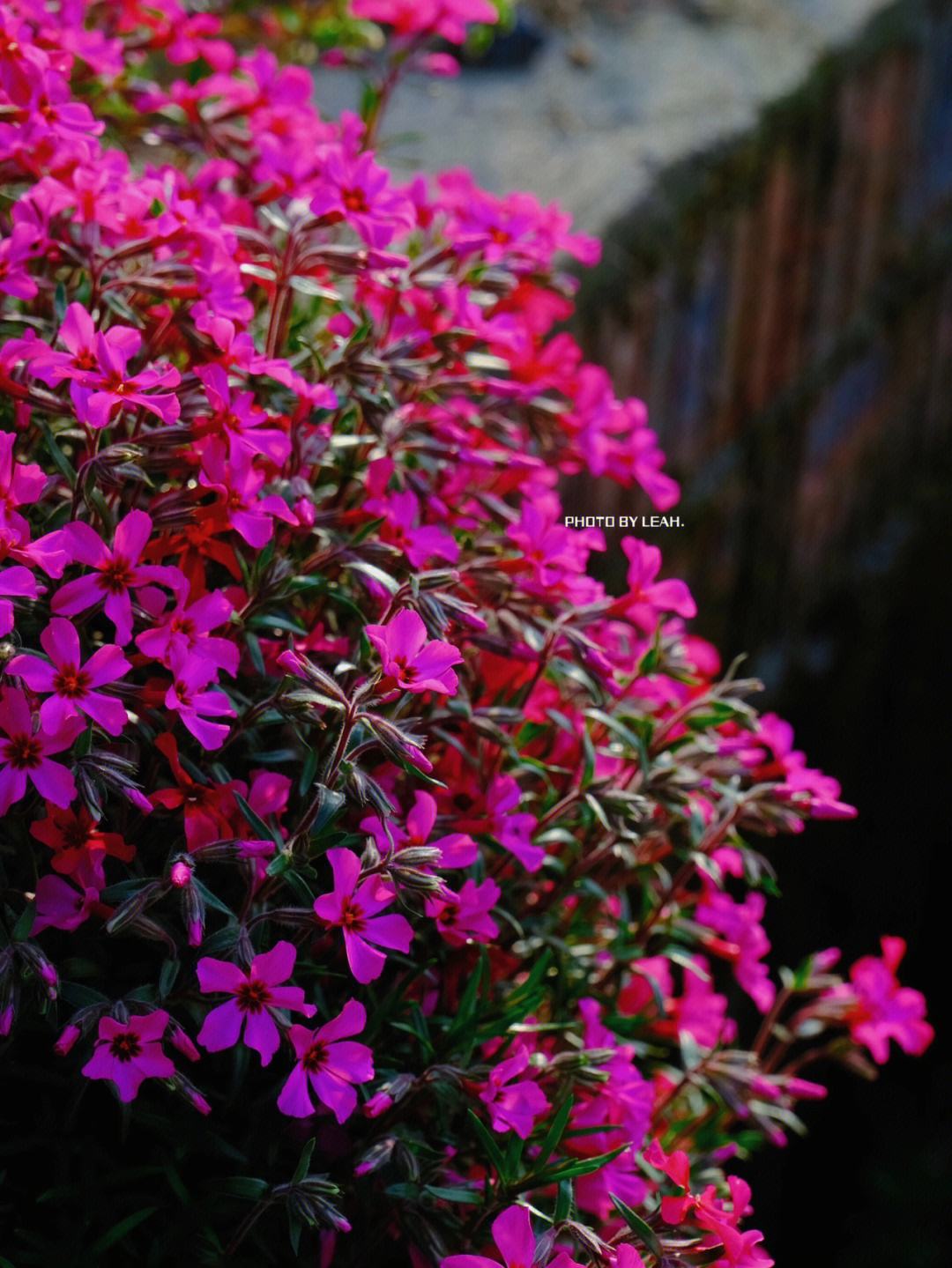 芝樱育苗(芝樱播种后多久发芽)