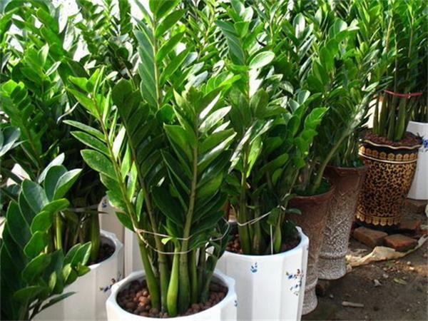 属猪的种什么植物(属猪种什么植物最旺自己)